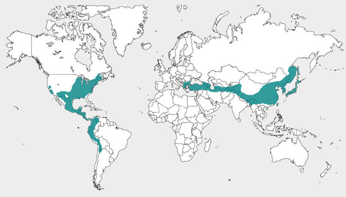 carte de répartition du genre Juglans