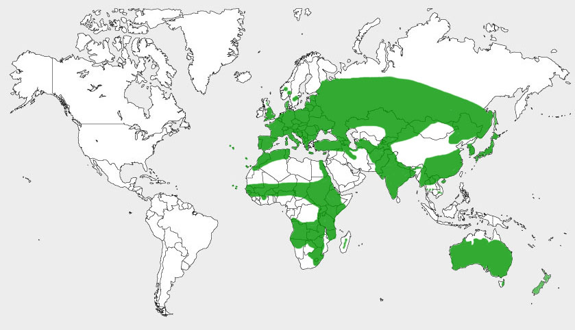 carte de répartition du genre Coturnix