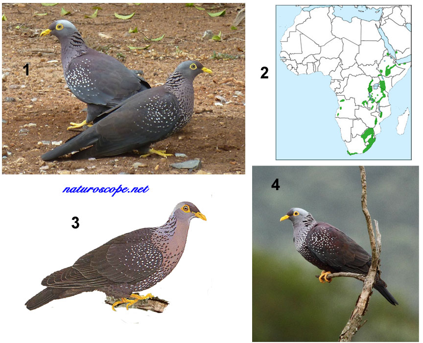 Pigeon rameron