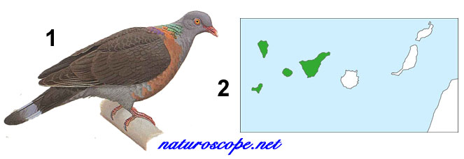 Pigeon de Bolle