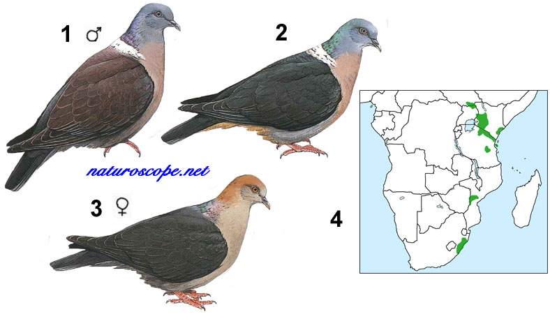 Pigeon de Delegorgue