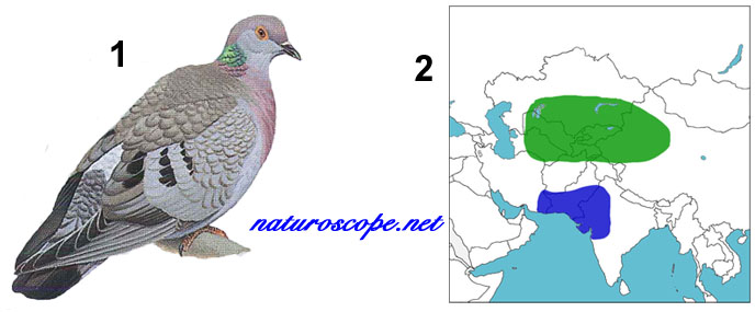 Pigeon d'Eversmann
