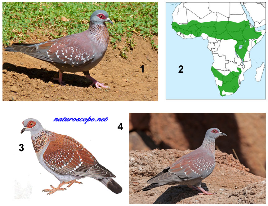 Pigeon roussard