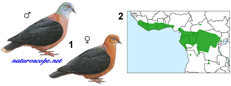 Pigeon à nuque bronzée