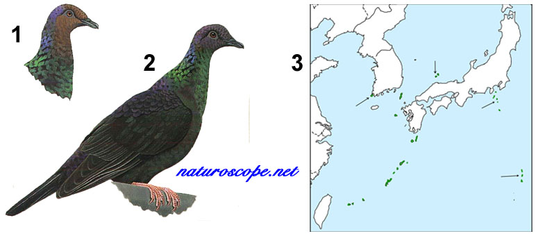 Pigeon violet