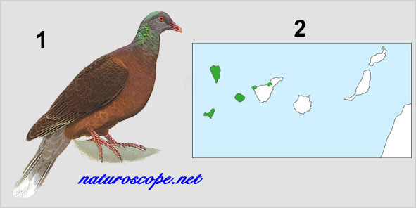 Pigeon des lauriers