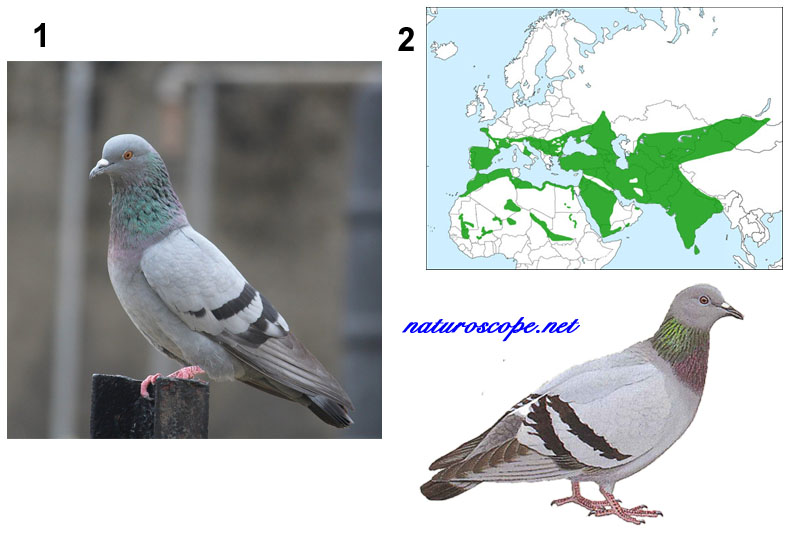Pigeon biset
