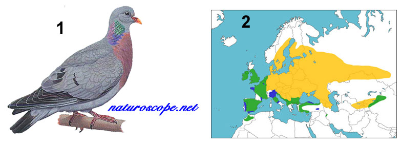Pigeon colombin