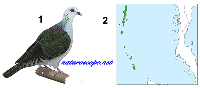 Pigeon des Andaman