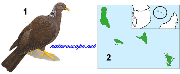 Pigeon des Comores