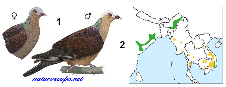 Pigeon marron