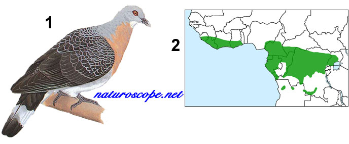 Pigeon gris