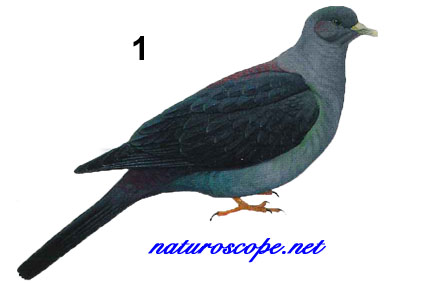 Pigeon de Kittiltz