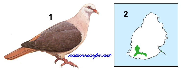 Pigeon rose