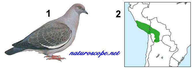 Pigeon à ailes blanches