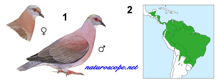 Pigeon rousset