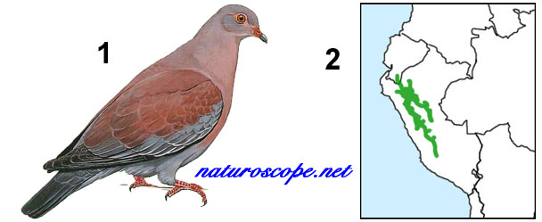 Pigeon du Pérou
