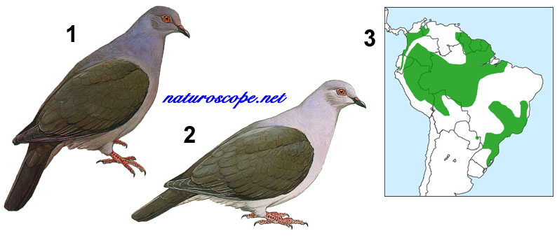 Pigeon plombé