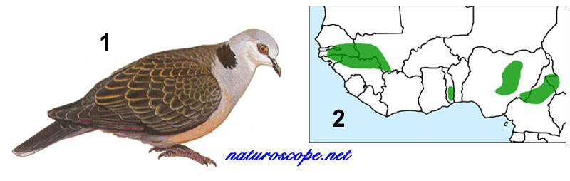 Tourterelle d'Adamaoua