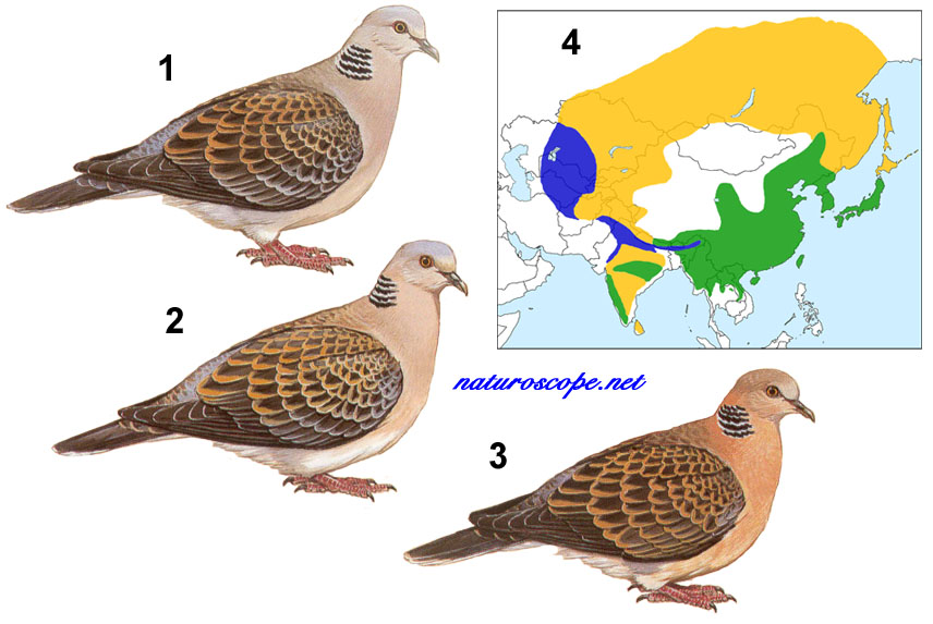 Tourterelle orientale