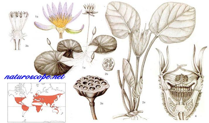 Plaquettes De Plantes Nymphaeaceae Communément Appelées Nénuphars Banque  D'Images et Photos Libres De Droits. Image 140969847