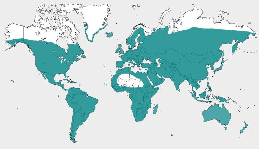 carte de répartition des Araceae