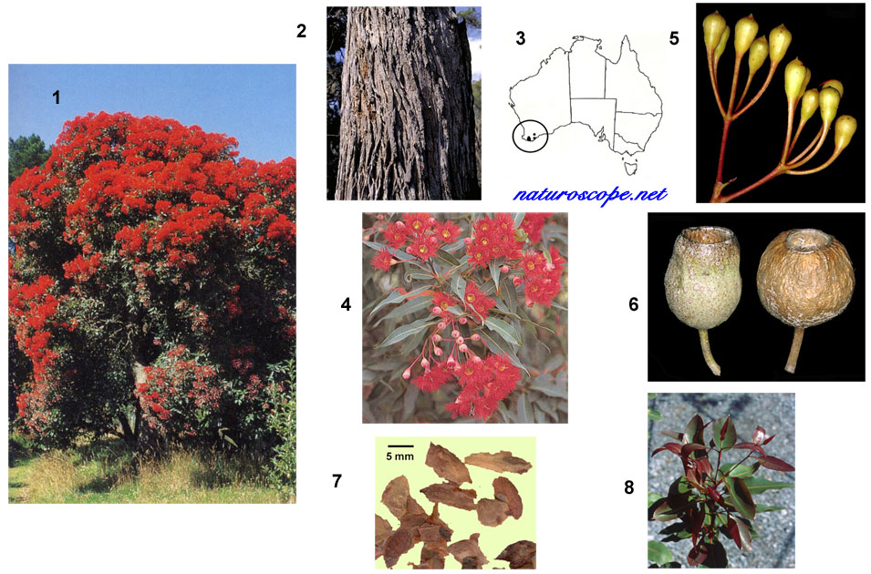 Corymbia ficifolia