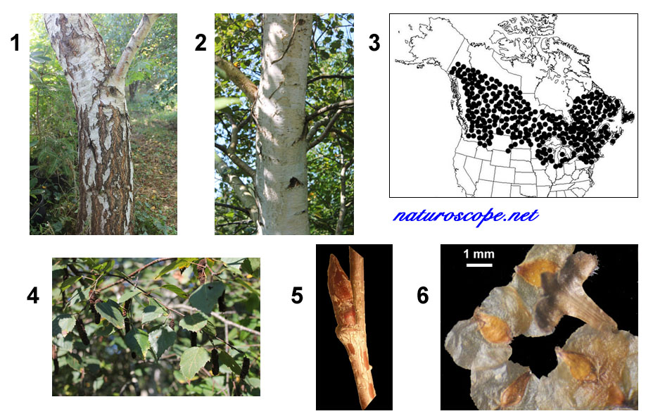 Betula papyrifera