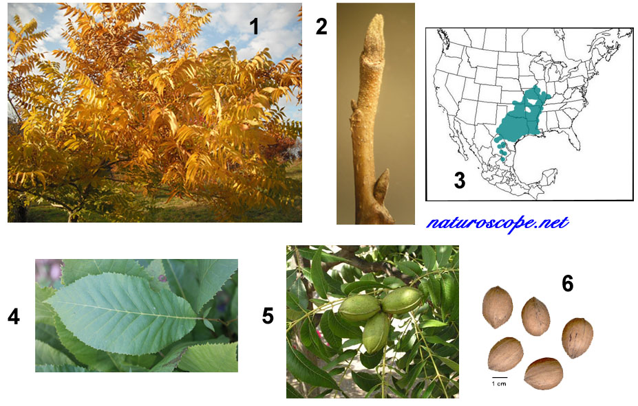 Pacanier (Carya illinoinensis), l'arbre de la noix de pécan