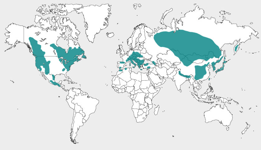 carte de répartition du genre Abies