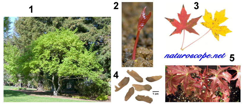 Acer truncatum
