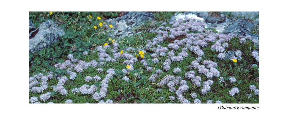 globularia