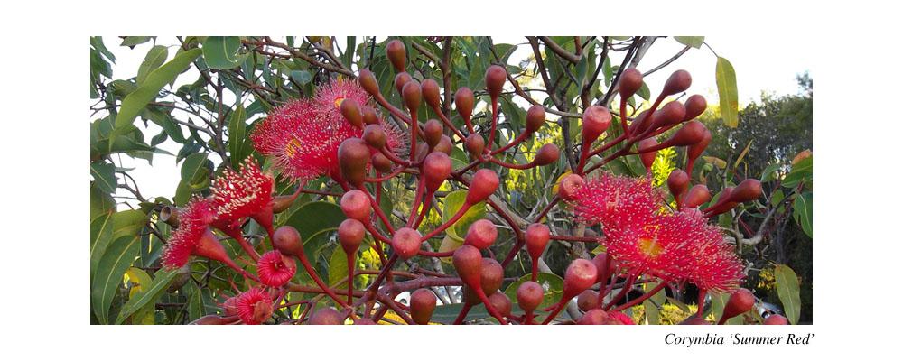 corymbia