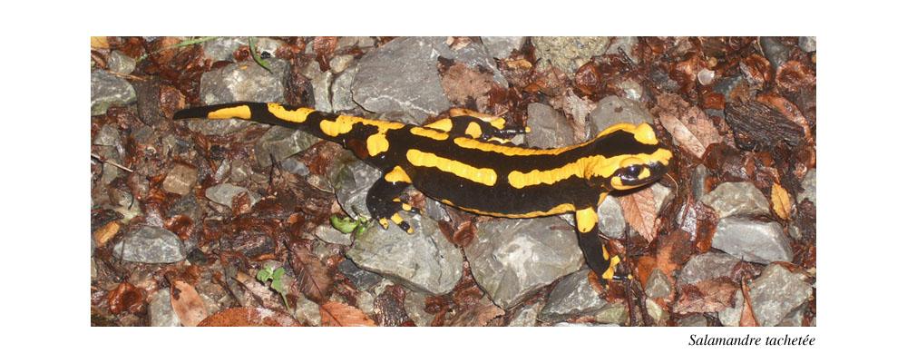 salamandre